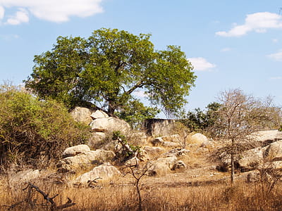 Green Leaf Tree Near Rocks thumbnail