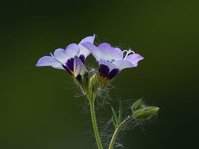 pink-and-purple petaled flower thumbnail