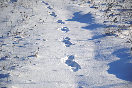 footprints on snow during daytime thumbnail