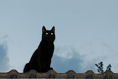 photo of black cat sitting on ledge thumbnail