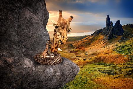 giraffe on bird nest photo thumbnail