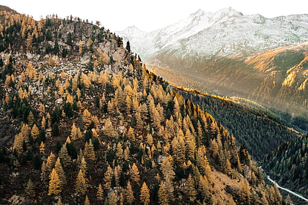 green trees terrain thumbnail