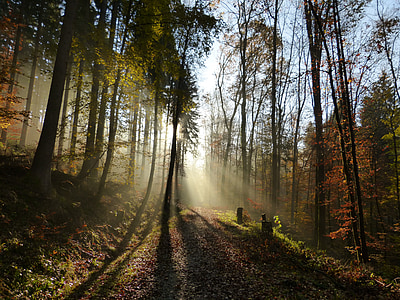 silhouette photography of trees thumbnail
