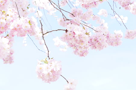 sakura blossom tree petals during daytime thumbnail