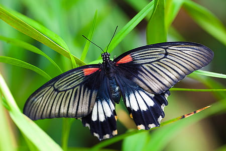 great mormon butterfly on green linear leaf thumbnail