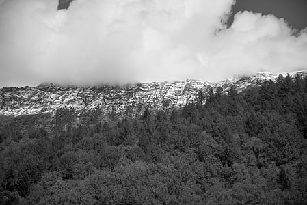 Grayscale Photo of Forest thumbnail