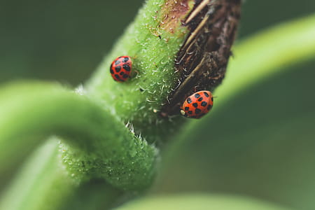 Micro Photography of Two Red-and-black Ladybugs thumbnail