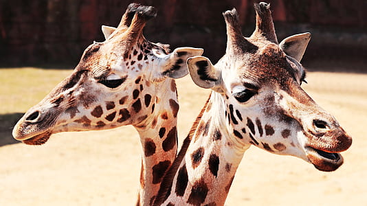 animal, blur, zoo, head thumbnail