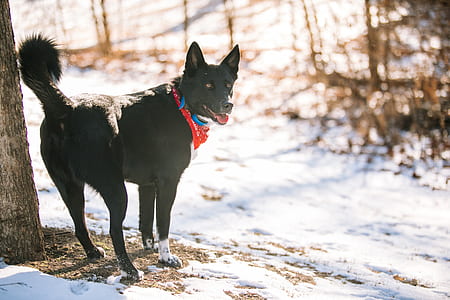 pet, canine, black, red thumbnail