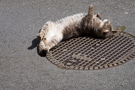 cat lying on asphalt surface thumbnail