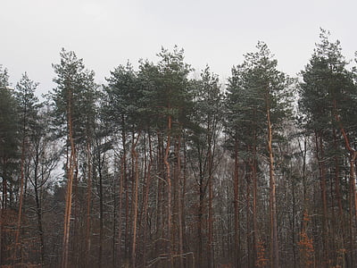 green leafed tall trees thumbnail