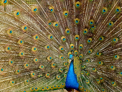 Blue Peacock thumbnail