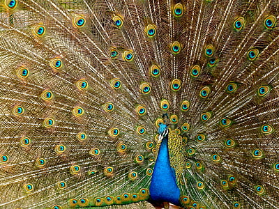 blue, yellow, and green peacock artwork painting thumbnail