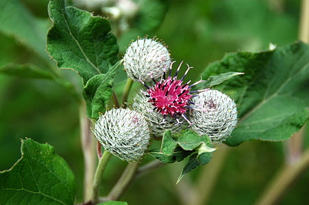 close-up photo of white and red flowers thumbnail