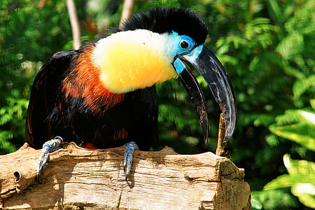 toucan on tree log thumbnail