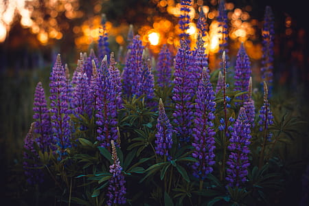 Close-up Photography of Lupines thumbnail