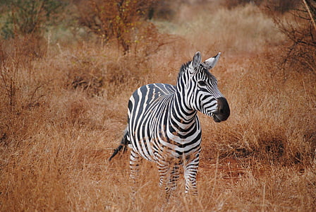 zebra in grass thumbnail