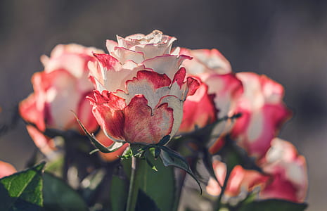 selective focus photography of red and white petaled flower thumbnail