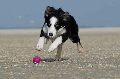 black, white, and brown Australian shepherd chasing pink ball during daytime thumbnail