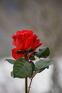 selective focus photography of red rose thumbnail