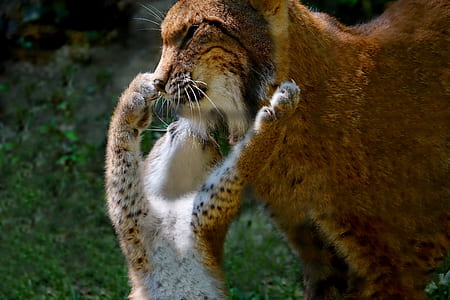 brown animal with cub on green grass thumbnail
