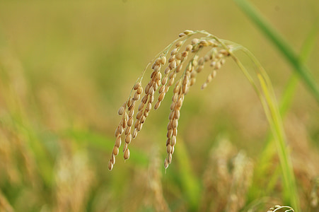tilt shift photography of rice grains thumbnail