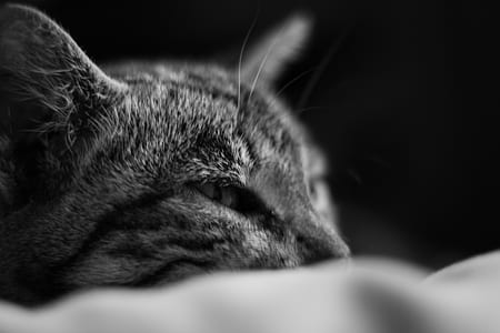 black-and-white, animal, pet, cute thumbnail