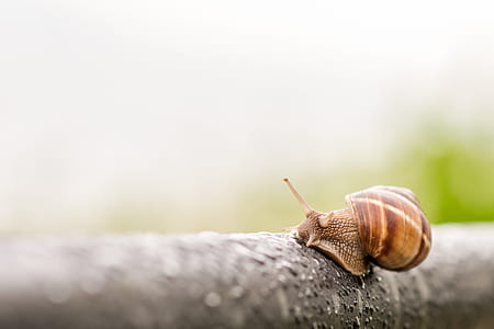 tilt shift lens photography of snail thumbnail