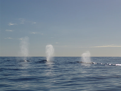 Humpback Whale, Walatem thumbnail