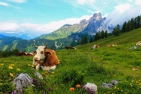 white and brown cow lying on green grass thumbnail