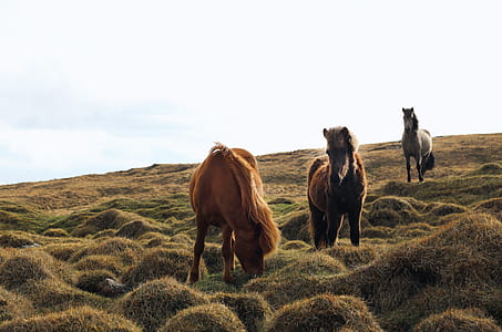 three horses on lawn thumbnail