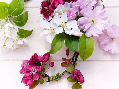 pink, white, and green flowers on white surface thumbnail