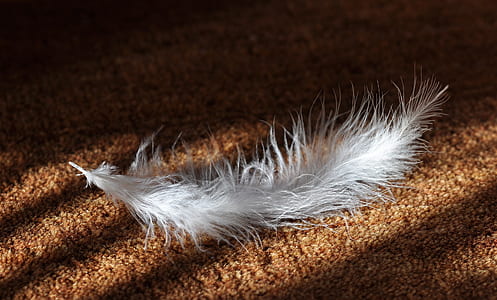 white feather on brown fabric surface thumbnail