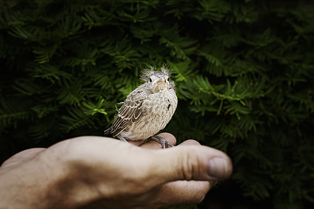 small bird on man's right fingers at daytime thumbnail