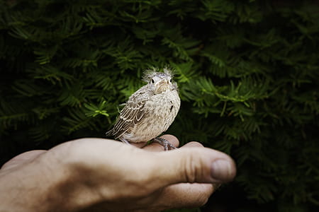 gray bird on human palm thumbnail
