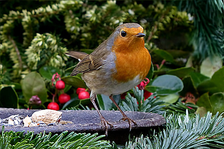 close up photography of orange and white bird thumbnail