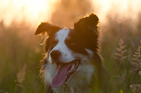 adult white and black border collie thumbnail