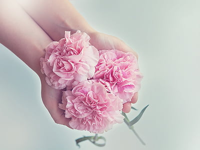 three pink petaled flowers thumbnail