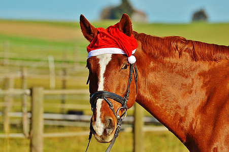 brown horse thumbnail