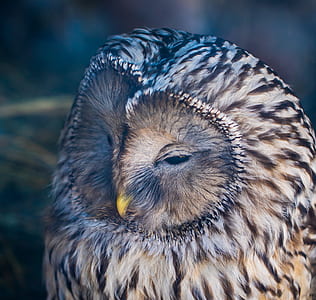 white brown, and black owl thumbnail