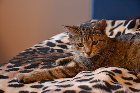 brown and black tabby cat thumbnail