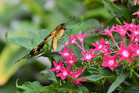 Eastern tiger swallowtail butterfly perched on red flower thumbnail