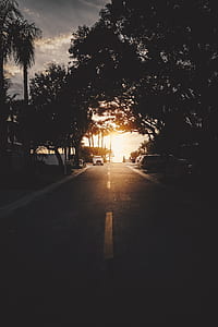 road between trees during sunrise thumbnail