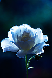 macro photography of white carnation flower thumbnail