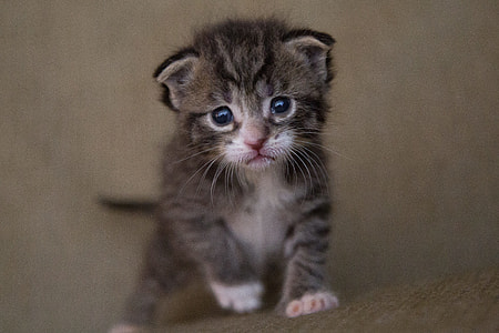 short-fur gray tabby kitten selective focus photography thumbnail