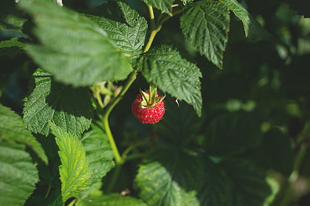 selective focus photo of red fruit thumbnail