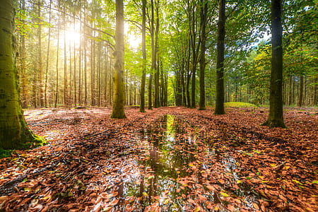 landscape photo of brown leaves on body of water under green leafed trees thumbnail