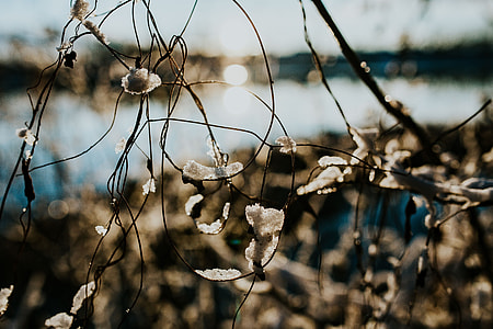 Close-ups of snowy trees thumbnail
