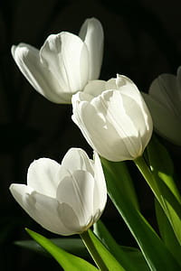 white petaled flower thumbnail