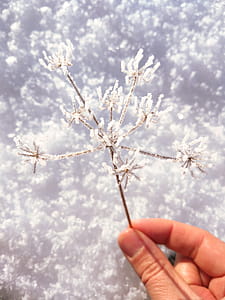 Person Holding Flower Covered With Snow thumbnail